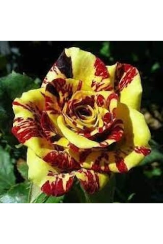 10 Adet Tohum Nadir Bulunan Sarı Kırmızı Gül Tohumu Saksı Toprak