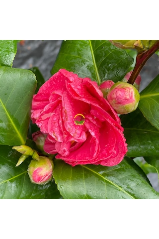 Japon Kamelyası Fidanı 'camellia Japonica'' İthal