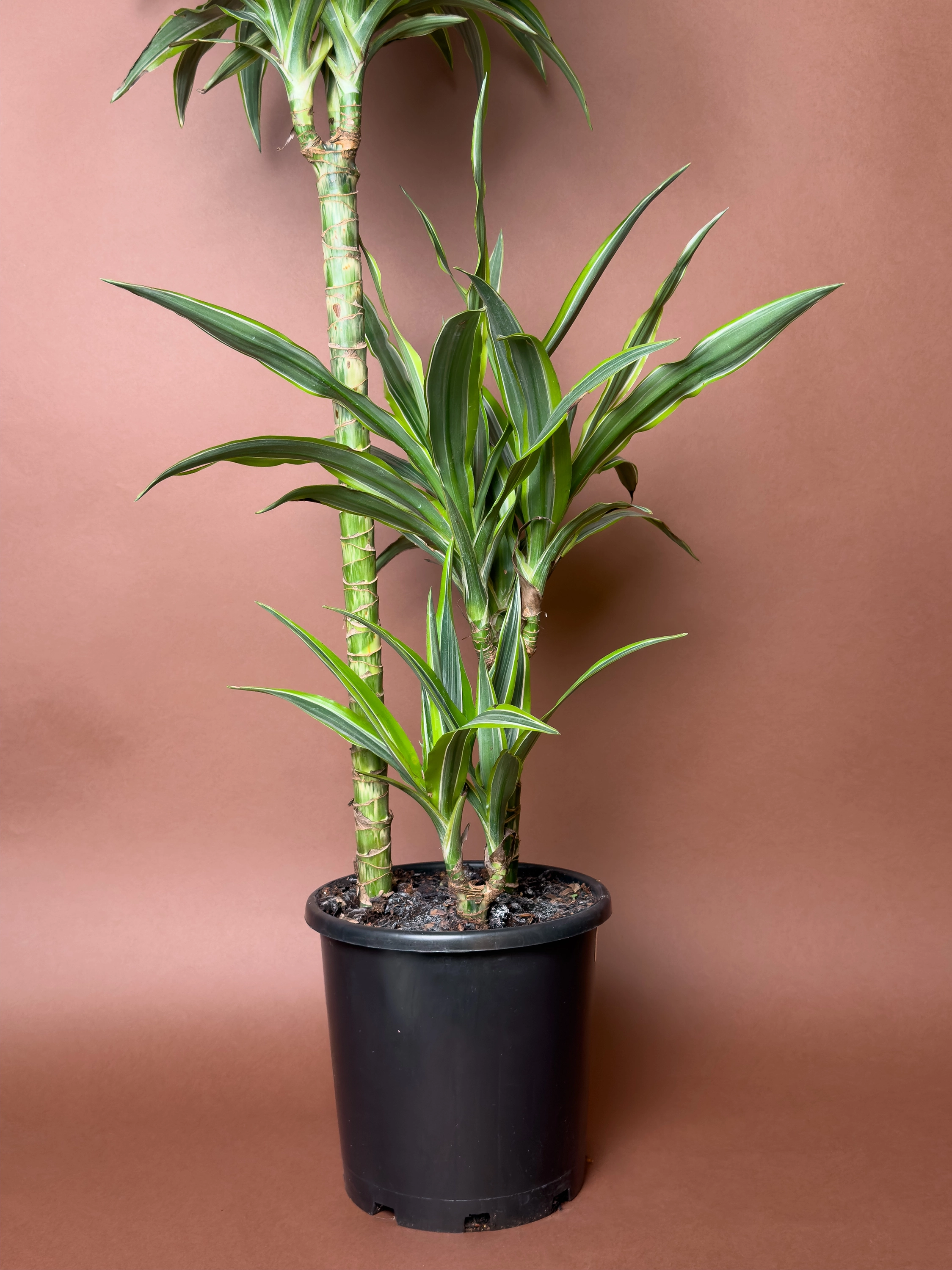 Drasena Dracaena Fragrans Lemon Lime 90 Cm Çoklu Gövdeli Form