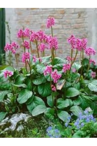 10 Adet Nadir Pembe Kış Ortanca Çiçeği Tohumu Hediye Tohumlu