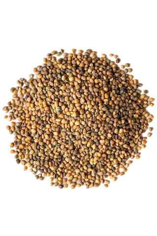 Roka Mikro Yeşillik Tohumu İthal, 15 Gram