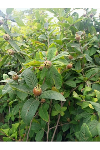 Yeşil Deniz Fidancılık Tüplü Muşmula Döngel Fidanı 100-150 Cm