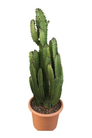 Büyük Boy Euphorbia Acrurensis