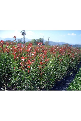 2 Adet Alev Çalısı Photinia Red Robin 70-100 Cm