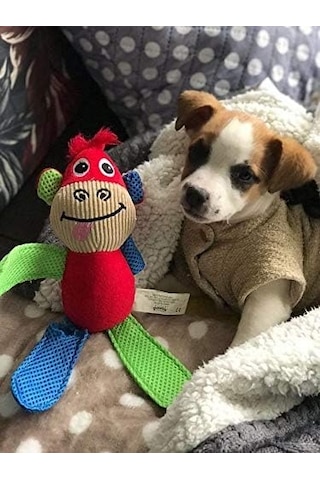 Pawise Vivid Life-fetch İt- Monkey Köpek Oyuncağı