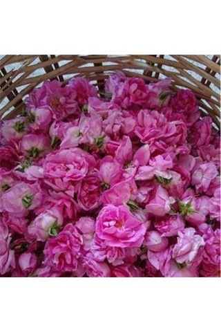 Saf Gül Yağı 1 ML Natural Rose Oil