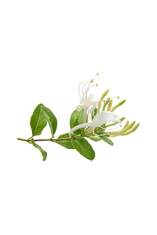 Hanımeli Lonicera Periclymenum Fidanı 15-25 Cm