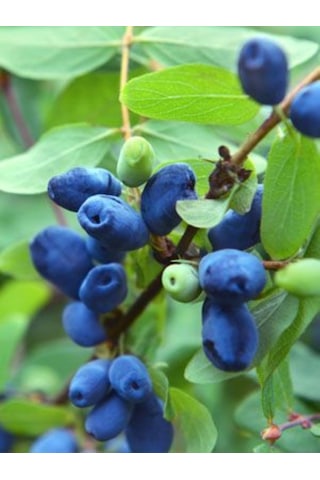 2 Adet Bal Yemişi Honeyberry Fidanı