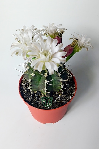 Gymnocalycium Mihanovichii Beyaz Çiçek Veren Kaktüs Büyük Boy Kırmızı Saksıda 8.5 CM