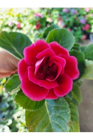 Saksılı Gloksinya Bardak Menekşe ( Pembe Renk ) Gloxsinia