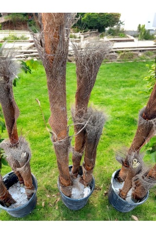 Yapraksız 130 Cm Yapay Bambu Ağaç - Doğal Görünümlü Dekoratif Bitki, İç Ve Dış Mekan Uyumlu Çok Renkli