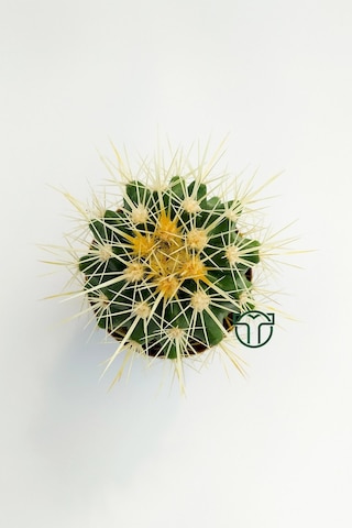 Echinocactus Grusonii Altın Fıçı Kaktüsü 45 Adet 1 Viyol