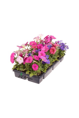 3'lü Mor-pembe-beyaz Renk Petunya Çiçeği Fidanı 10-15cm Saksılı/tüplü