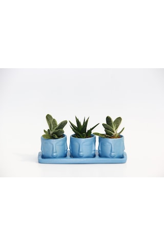 TRİO MAVİ ADLER SUKULENT SETİ - Gasteria, Haworthia