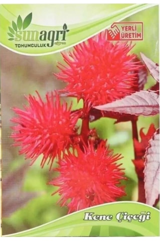 Bykurt Sunagri Kene Çiçeği Tohumu - Balkon & Bahçe İçin Tropikal Ve Gösterişli 5 Adet Tohum