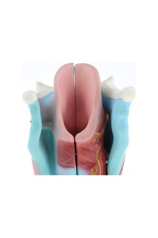 Suntek 3x Büyütülmüş İnsan Gırtlak Anatomik Modeli Anatomi