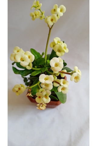 Videolu Sarı Renk Milli Dikenler Tacı 15 45 Cm Saksılı Kaktüs Euphorbia