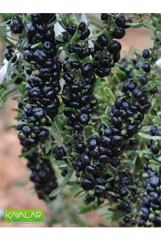 Siyah Goji Berry Fidanı