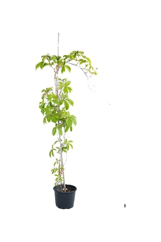 Duvar Çit Sarmaşığı Saksılı/tüplü 50-70cm Bahçe Sarmaşığı Kırmızı Renge Döner