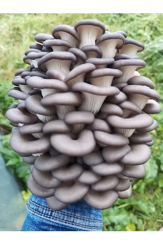 750 Adet Kavak Mantarı Tohumu, Ekim Poşeti Ve Kılavuz