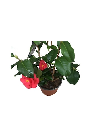 Camellia Japonica - Kamelya Bitkisi Kırmızı Renk