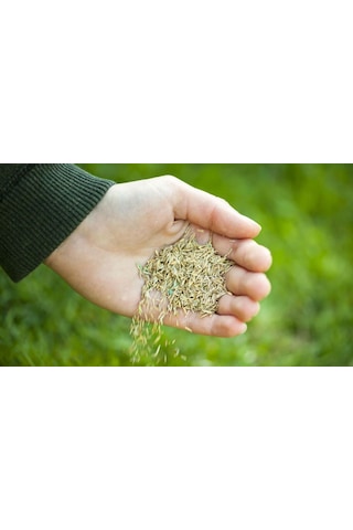 1KG Çim Tohumu İthal 3Lü Karışım Özel Çim Tohumu + Tohum