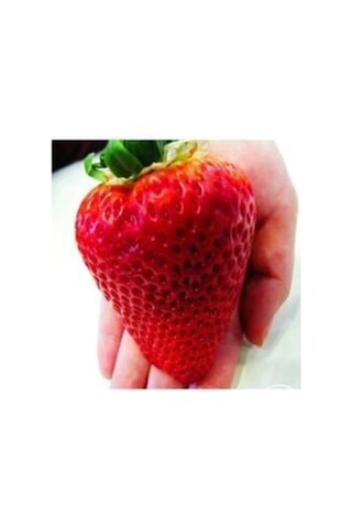 Dev Çilek Tohumu Yediveren Çillek Tohumu Güney Amercica Çileği 15 Adet Tohum