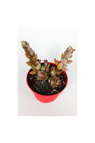 Crassula Moonglow Hybrid Fildişi Kule Nadir Sukulent Pembe Çiçek