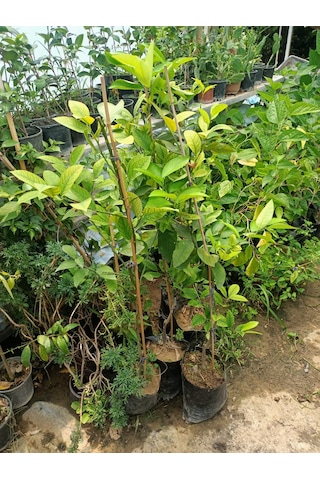 Yeşil Deniz Fidancılık Tüplü Yediveren Limon Fidanı 100-150 Cm