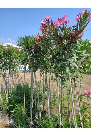 Tijli Pembe Zakkum Ağacı 1,70-200 Cm. Nerium Oleander