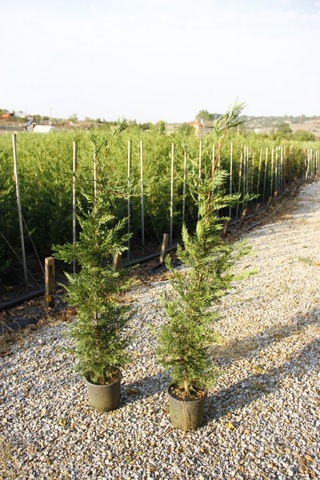 Yeşil Leylandi 3 Adet- Aşılı Çit Bitkisi 1-1.5 Metre