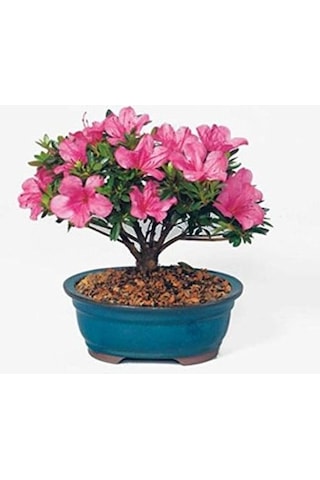 5 Adet Bodur Bonsai Orkide Ağacı Tohumu + Tohum