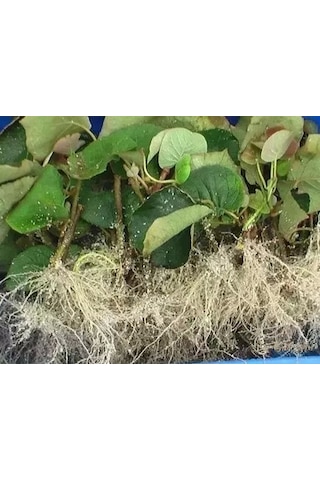 Iba K Köklendirme Hormonu (5Gr) Iba Indol Bütirik Asit