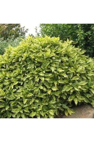 Japon Defnesi Fidanı, Bahçenize Renk Ve Şıklık Katın"2 Yaş Tüplü