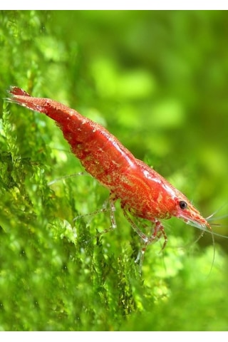 Kiraz Karides ( Neocardina Davidii ) 10Adet