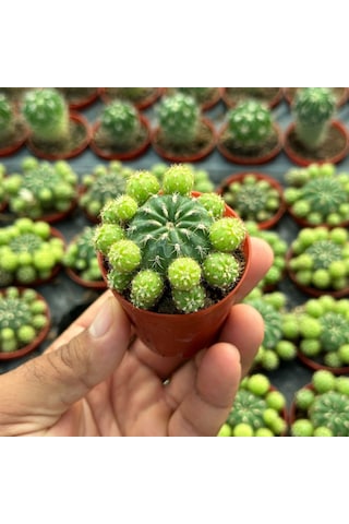 Çiçek Açan Tür, Bol Yavrulu Matucana Polzii Kaktüsü 5.5cm Saksıda Gönderilir 1 Adet