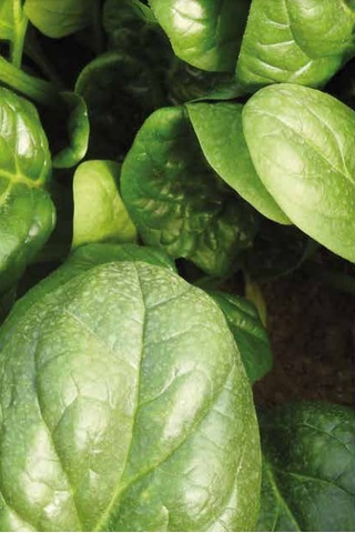 Ispanak Tohumu Catrina 10 Kg