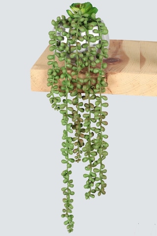 Yapay Çiçek Deposu Gümüş Mini Kabak Saksıda Succulentli Sarkan Tesbih Çiçeği 42 Cm