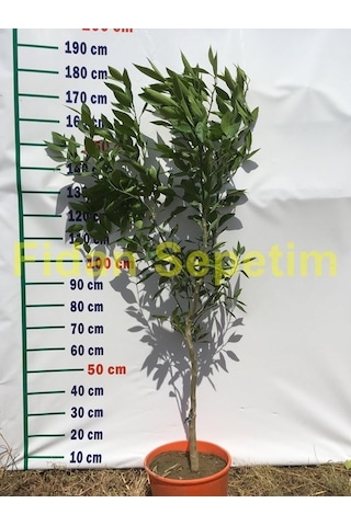 5 Yaş Aşılı W Murcott Mandalina Fidanı