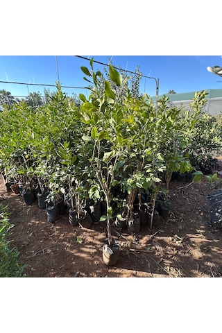 4 Yaş Aşılı Ve Tüplü Yediveren Limon Fidanı 140 Cm Üzeri
