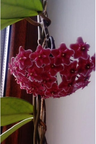 Hoya Carnosa Red  120-150 CM Kokulu Mum Çiçeği Bitkisi Kırmızı İnci