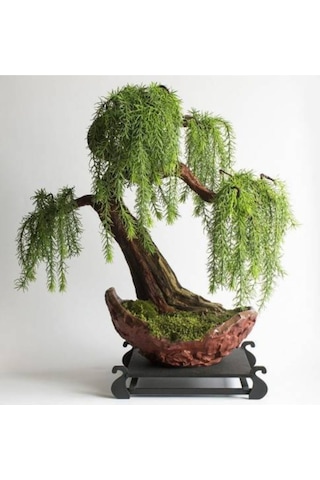 Bodur Bonsai Kıbrıs Akasya Ağacı Tohumu Ekim Seti 5 Adet Tohum + Toprak + Saksı