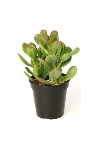 Crassula Ovata - Para Ve Şans Bitkisi - 10 Adet Sukulent - Terary