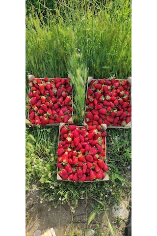 1000 adet çilek fidanı fidesi rubigen a kalite garantili ...