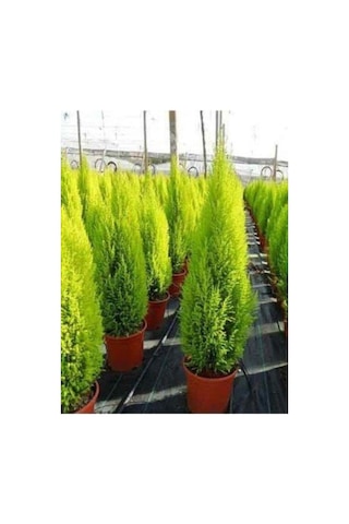 Limoni Servi Çam Fidanı Limon Kokulu Çam Fidanı 30-50 Cm