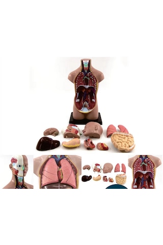 İnsan Vücudu Modeli Torso 50 Cm 11 Parça Cinsiyetsiz Kaideli 1