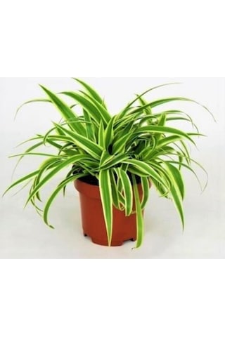 Çizgili Kurdela Çiçeği Ev Ofis Iç Mekan Bitkisi 10-20 Cm