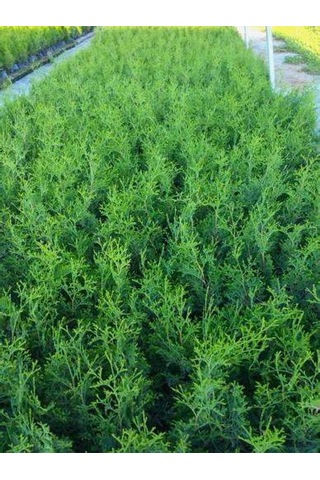 Leylandi Çam Ağacı Fidanı 20 Adet Tüplü 10-25cm Cupressus Leylandii
