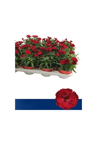 Kadınlar Günüze Özel Avantajlı Ürün Kokulu Kırmızı Karanfil Çiçeği 15-25cm