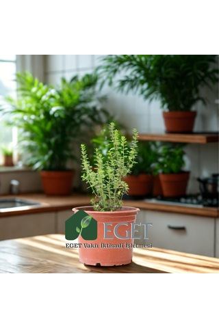 Eget İzmir Bilyalı Kekik Origanum Onites